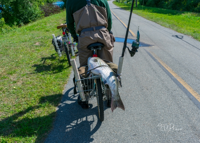 Bass On Bike