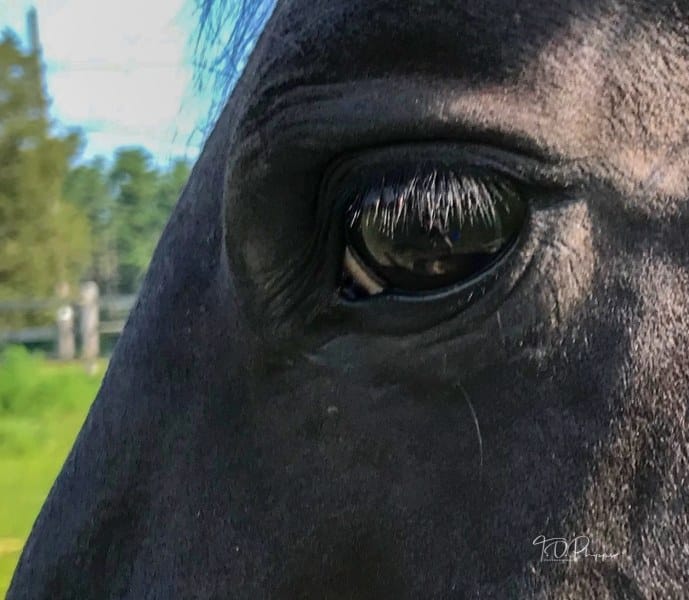 Horse Eye Up Close