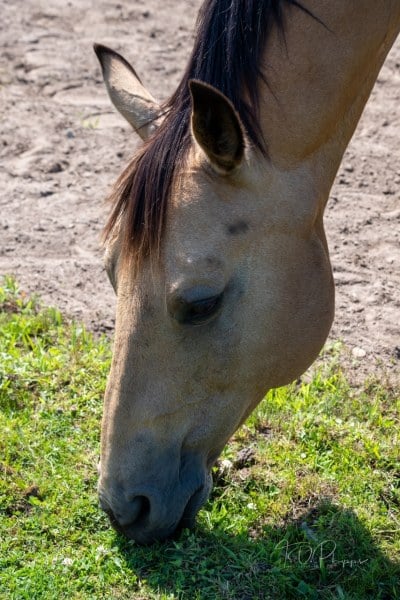 Buckskin Horse Grazing