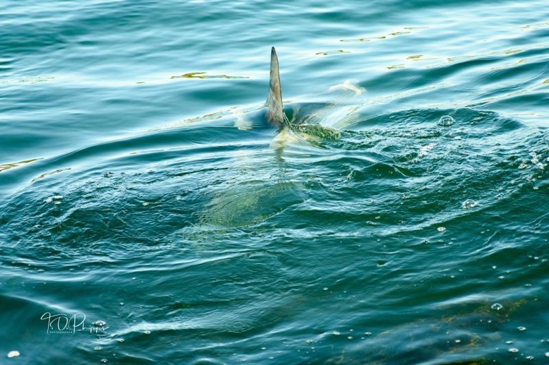 Ocean Sunfish Fin