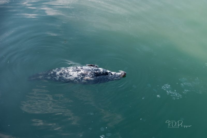 Harbor Seal Sunning