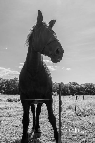 Percheron Stealth Mode